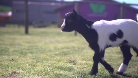 a half-white, half-black baby goat walks happily from right to left in the video. farm animal