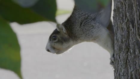 Fox-squirrel-chewing-while-on-tree-and-looks-at-camera