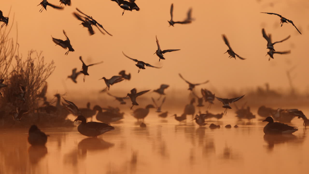 aves en vuelo al amanecer sobre el agua