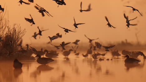 birds in flight at sunrise over water