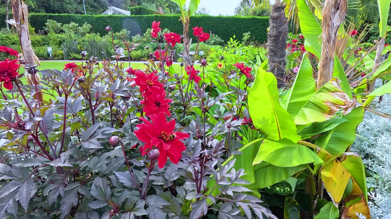 A bumblebee moves among vibrant red flowers in a colorful garden, with steady camera movement and bright natural daylight highlighting lush foliage
