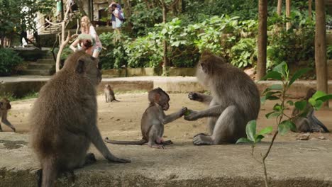 baby monkey with its family eats food in bali, indonesia