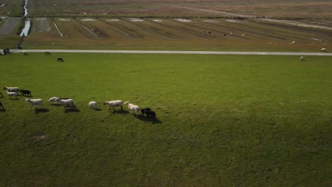 Panorámica-Aérea-De-Pastos-Verdes-Con-Ovejas-Blancas-Y-Corderos-Negros