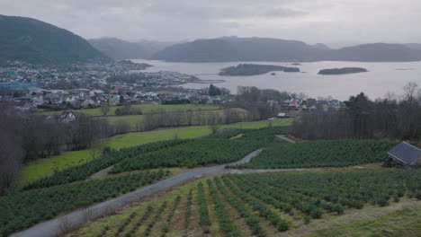 christmas tree seedlings on mountain hills with coastal city in the distance in norway