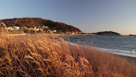 Beautiful-slow-motion-view-of-yellow-grass-waving-in-wind-against-ocean-bay-at-sunset