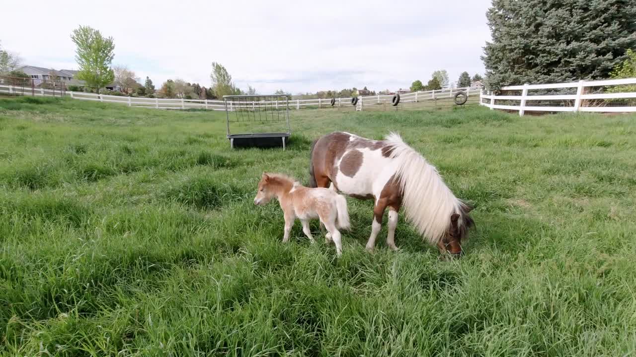 caballos en miniatura jugando y corriendo en un pasto de hierba