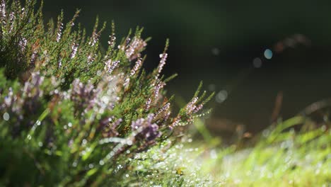 heather shrub with delicate pink flowers beaded with morning dew