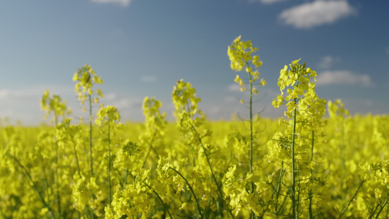 campo de colza amarillo bajo un cielo nublado