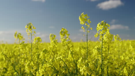 yellow rapeseed field under a cloudy sky