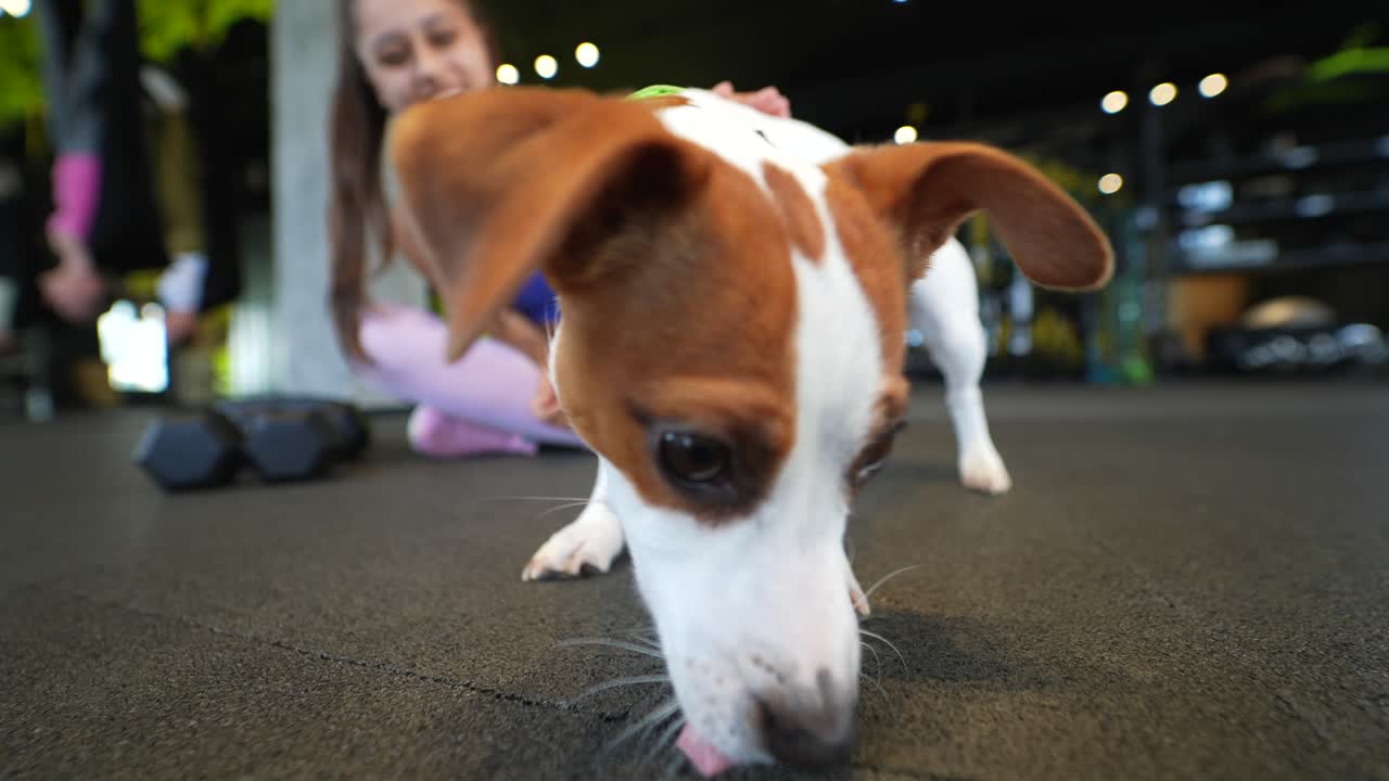 perro en el gimnasio