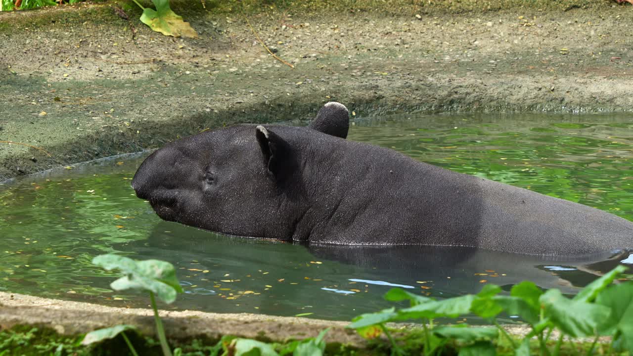 Malayan tapir (Tapirus indicus), relaxes in the pool, bathing and cooling off, close-up shot of an endangered species.