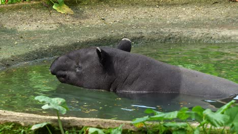 malayan tapir (tapirus indicus), relaxes in the pool, bathing and cooling off, close-up shot of an endangered species.