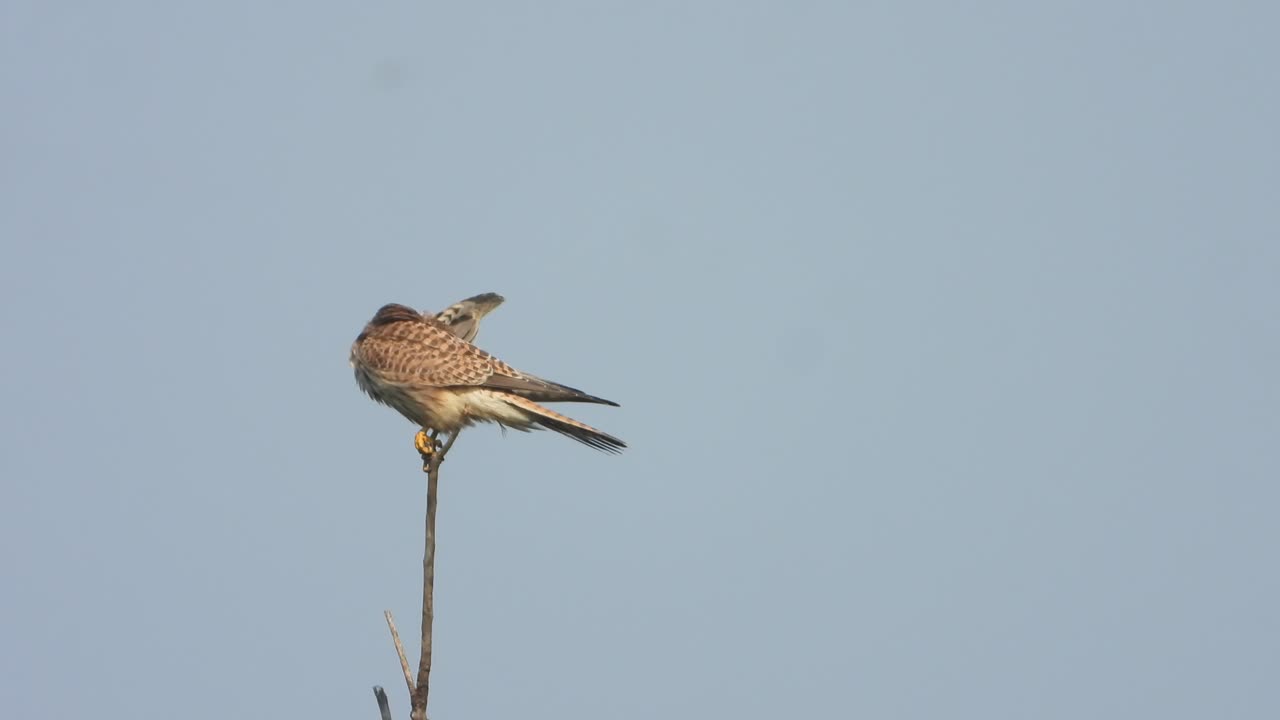 Cooper's hawk relaxing on the tree