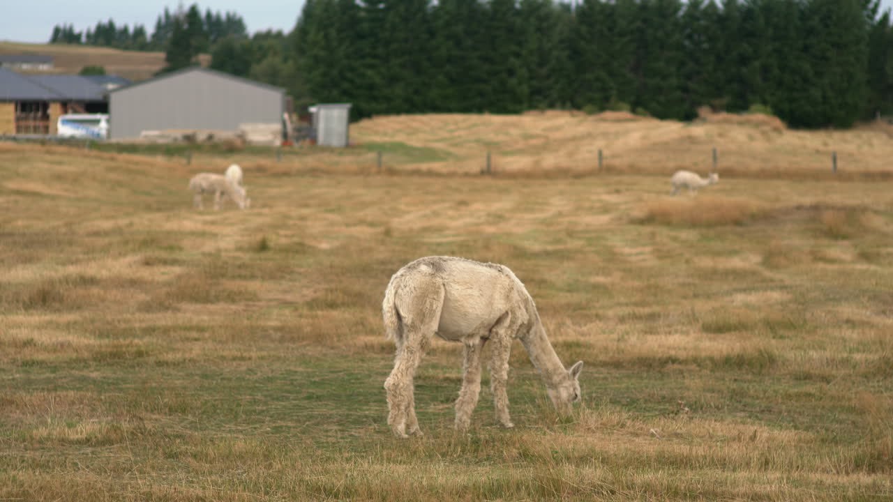 An Alpaca farm on New Zealand's South Island, where a white alpaca grazes peacefully