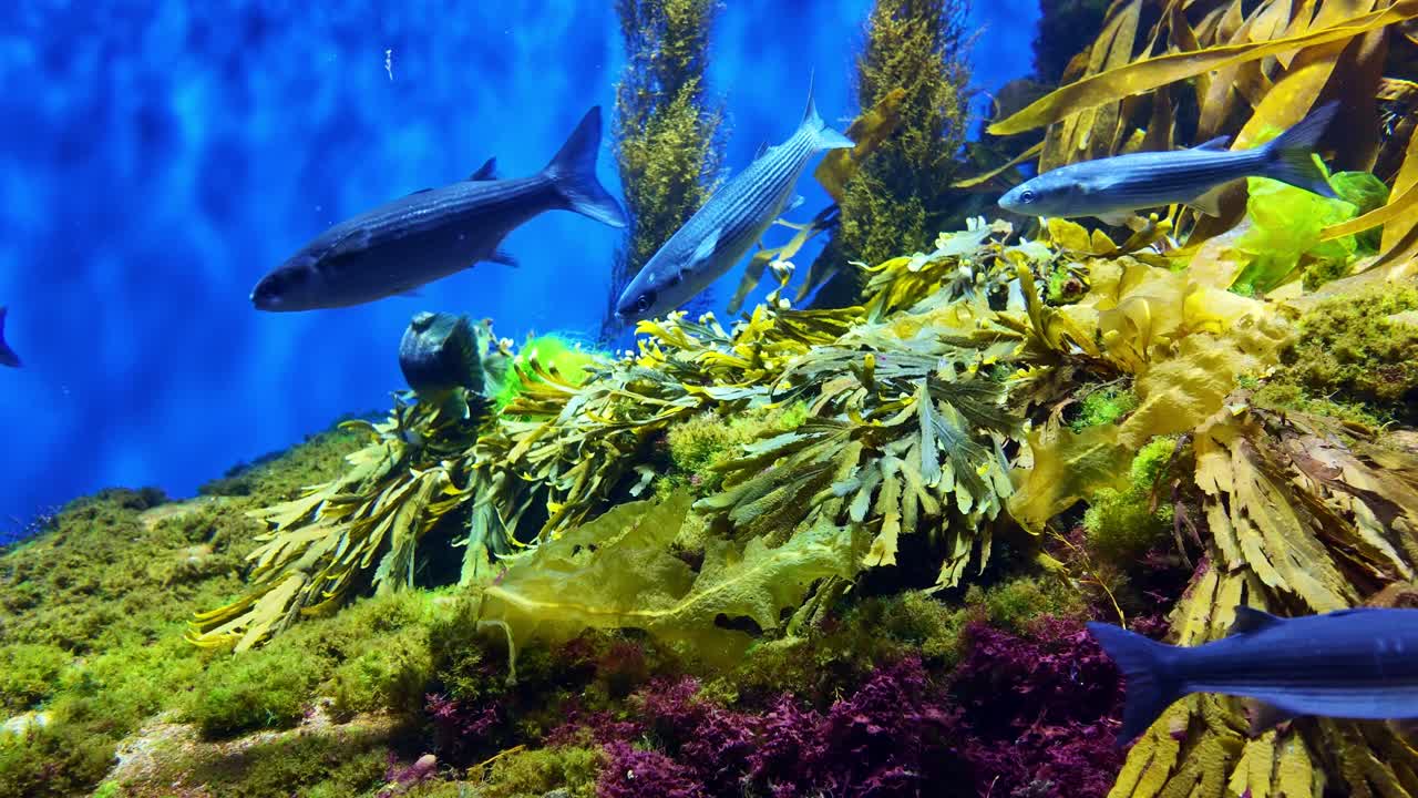 Fixed shot of mullet and Chelon labrosus swimming among vivid algae and corals in aquarium