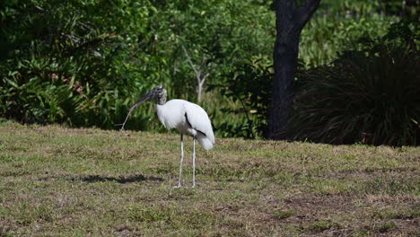 Holzstorch-Sammelt-Nistmaterial,-Wakodahatchee,-Florida