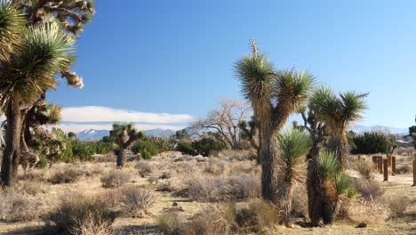 pristine desert nature preserve habitat with joshua trees and mountains under blue skies in southern california