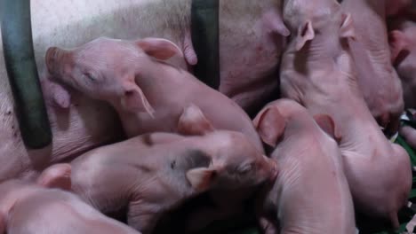 sow lying in farrowing pen and feeding milk to piglets
