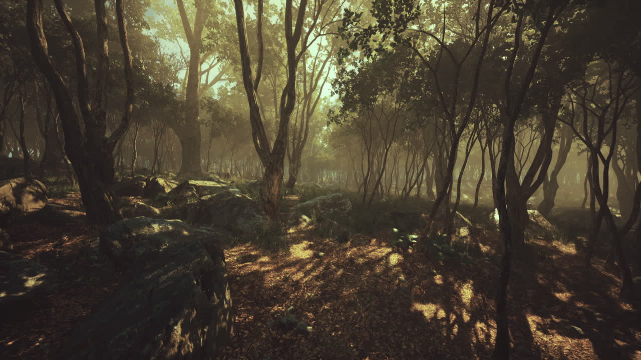 Mysterious forest landscape with dappled sunlight filtering through trees