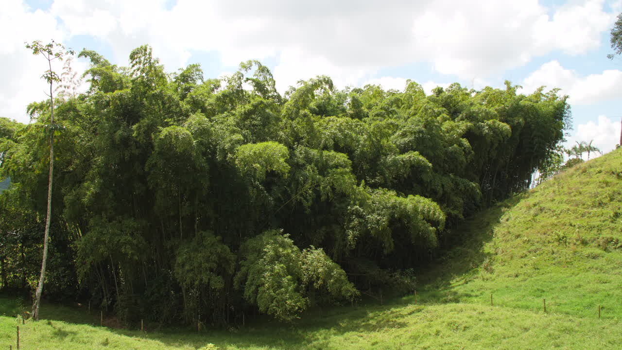 bosque de bambú en el campo soplando a cámara lenta viento a cámara lenta