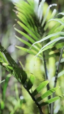 close up of green leaves in a tropical forest