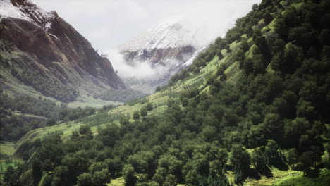 Aerial-forest-scenery-European-Fores