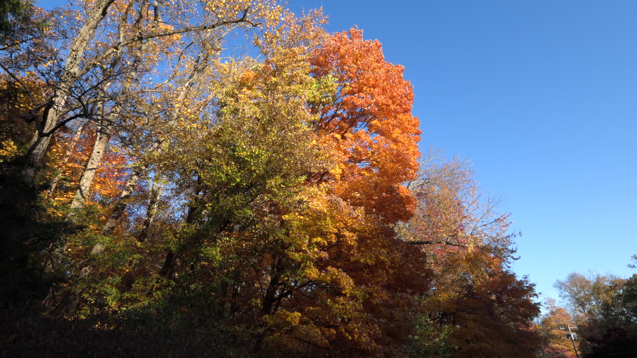 느린 움직임 아름다운 가을 가을 숲 빨간색, 오렌지색, 미국에 잎