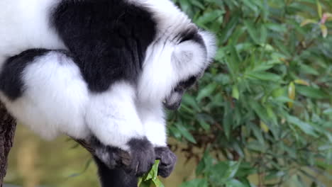 lémur rufo blanco y negro comiendo hojas mientras se sienta en una rama de árbol en singapur - toma de primer plano