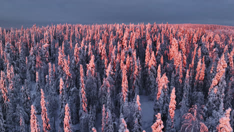 drone shot flying over pink trees, winter sunrise in untouched wild of lapland