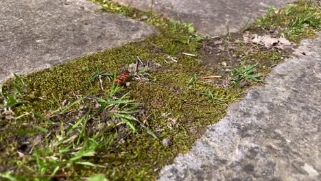 Glued-fire-bugs-stuck-together-after-mating,-walking-on-moss,-Close-up-shot