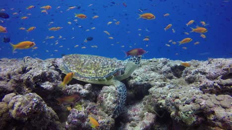 green sea turtle on coral reef