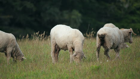 Flock-of-sheep-moving-in-paddock