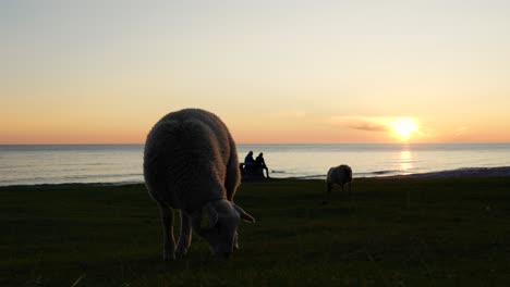 sheep enjoying the grass at uttakleiv beach during the midnight sun in lofoten, norway