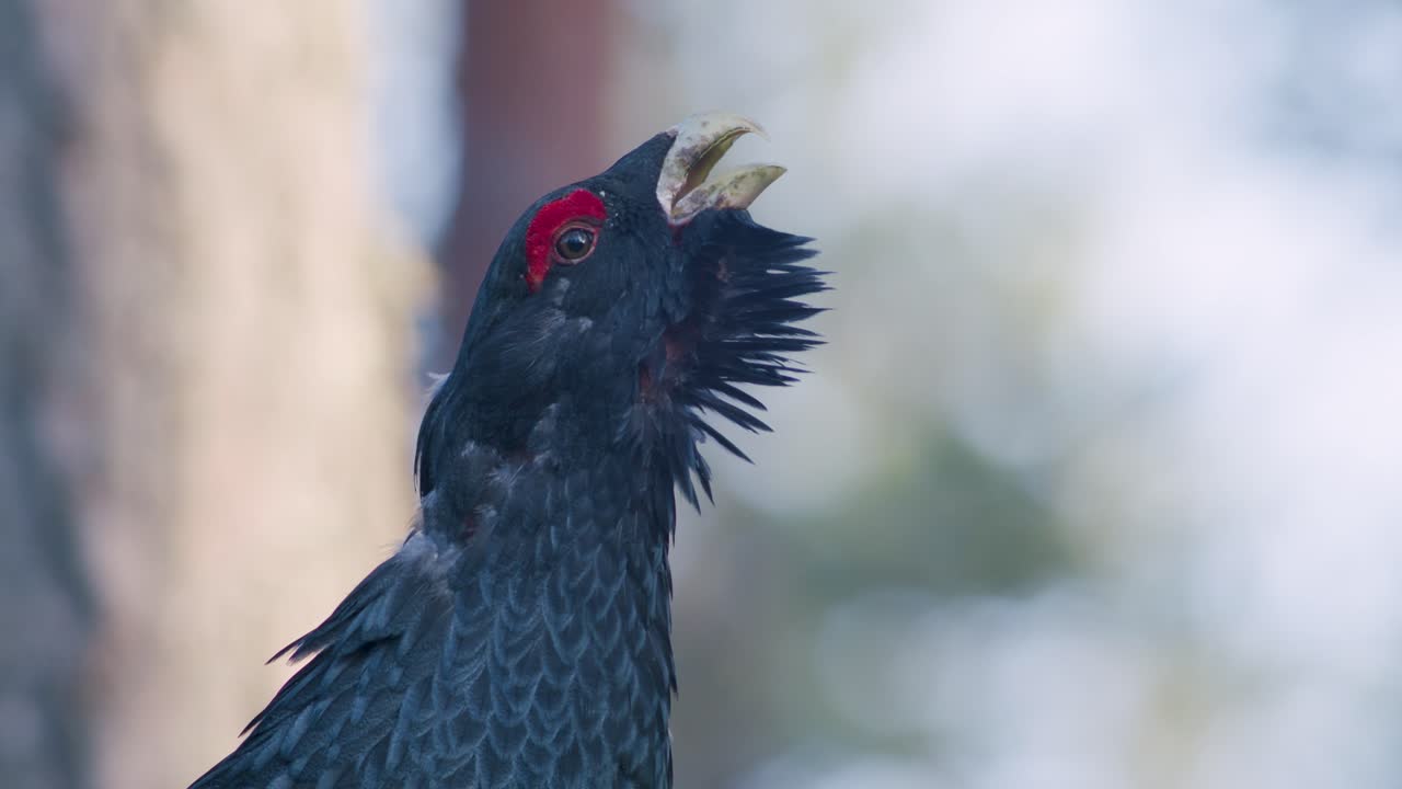 남성 서부 캐퍼케일리 (western capercaillie) 는 렉 (lek) 지역에서 렉킹 (lekking) 계절에 소나무 숲에서 아침 빛에 가까이 서식합니다.