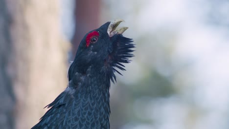 El-Urogallo-Occidental-Macho-Se-Posa-En-El-Sitio-De-Lek-En-La-Temporada-De-Lekking-Cerca-Del-Bosque-De-Pinos-A-La-Luz-De-La-Mañana