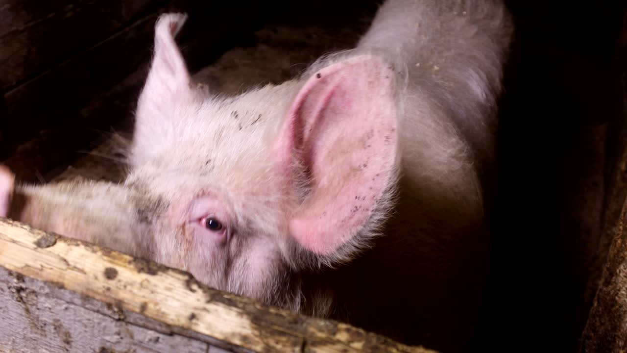 The boar in the paddock