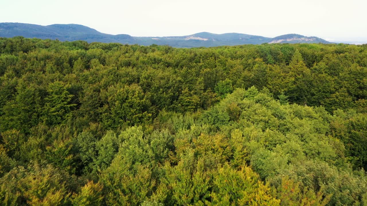 Flying over the green crowns of trees