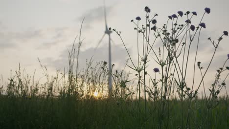 Blumen-Wiegen-Sich-Zur-Goldenen-Stunde-Sanft-In-Der-Nähe-Von-Windkraftanlagen-Auf-Bayerischen-Feldern