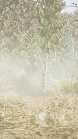 foggy forest path