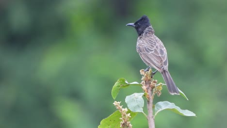 Bulbul-Ventilado-Rojo-En-árbol-Uhd-4k