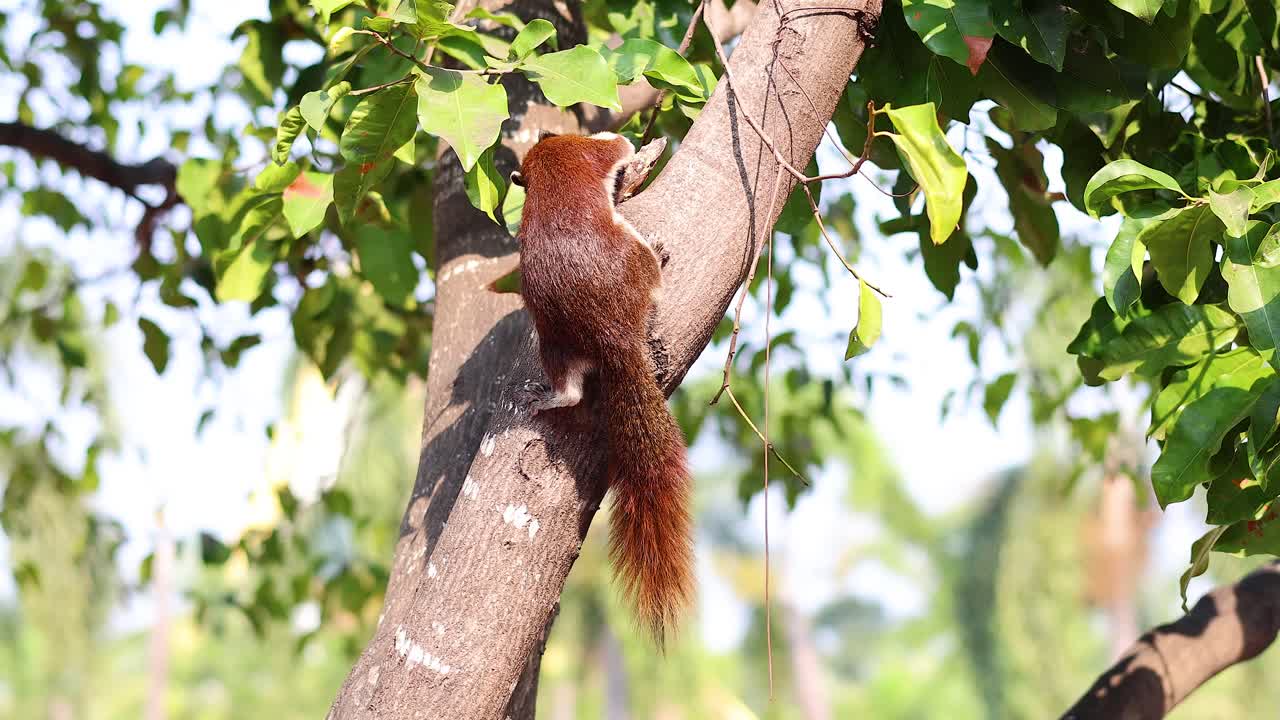 Squirrel ascends tree trunk in Ayutthaya, Thailand