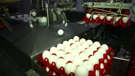 chicken farm and poultry production