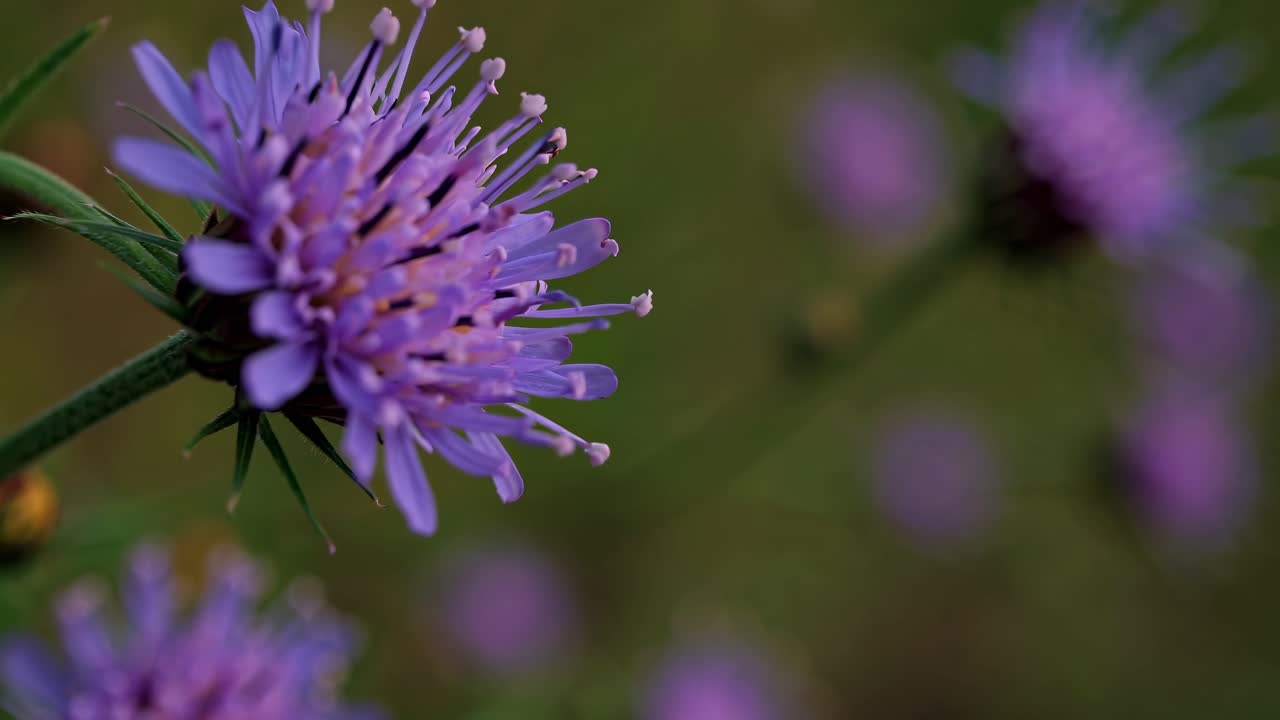 Close-up video shot of vibrant purple flowers with a blurred background, capturing nature's beauty