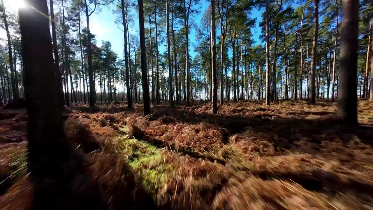 FPV-droneudsigt flyvende gennem træer i Woburn Forest om foråret