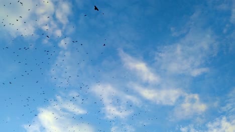 mirando hacia una bandada de cuervos encapuchados que vuelan por el cielo azul