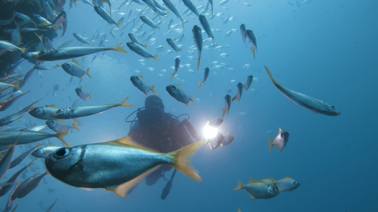 A scuba diver operating an underwater camera set-up attached with bright lights pushes his way through a large school of darting fish as he captures and records the underwater action