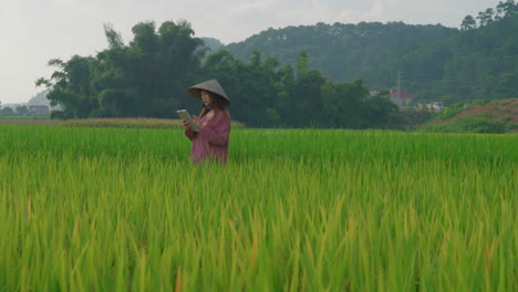 woman farmer using tablet in a rice field