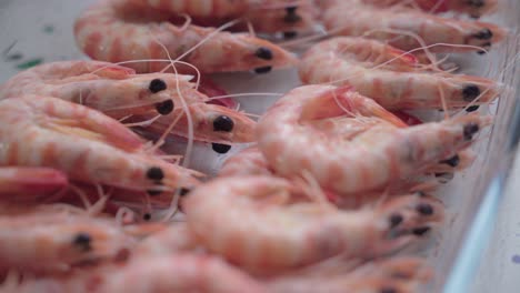 Cooked-King-Prawn-Shrimp-with-Shells-Intact-in-Glass-Pan,-Rack-Focus