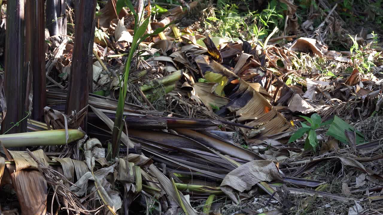 필리핀 카탄두아네스 의 열대 우림 에서 쓰러진 바나나 와 아바카 나무 들 의 넓은 풍경