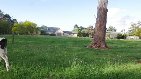 Low through grass towards 2 cow calf scared